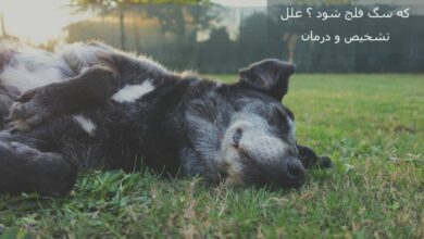 مسمومیت غذایی چه آسیبی به سگ می رساند؟ آیا سگ فلج می شود؟ (2 نکته مهم)