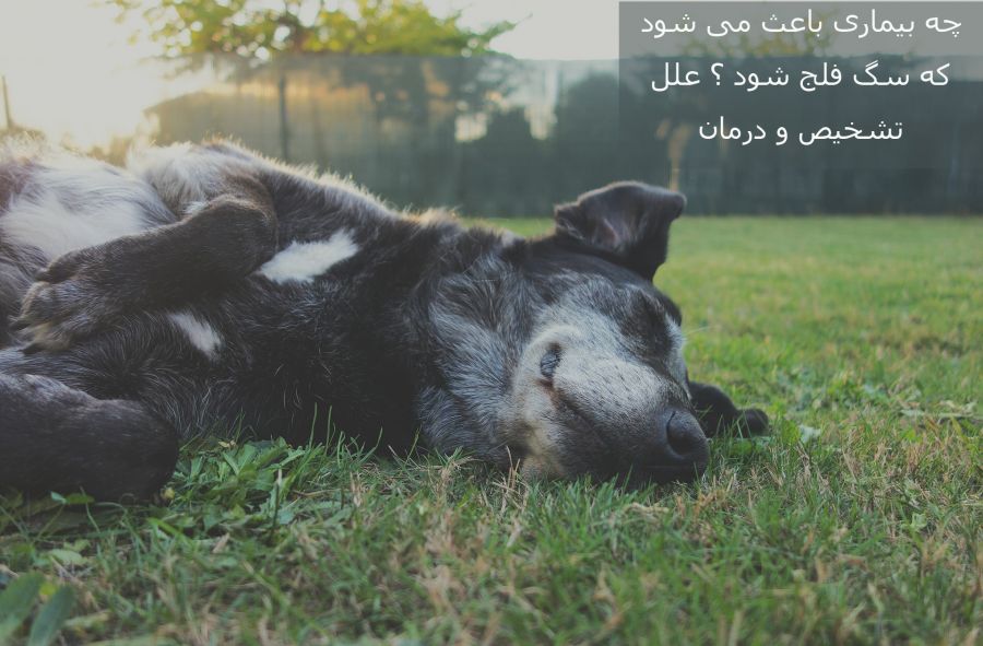 مسمومیت غذایی چه آسیبی به سگ می رساند؟ آیا سگ فلج می شود؟ (2 نکته مهم) مسمومیت غذایی چه آسیبی به سگ می رساند؟ آیا سگ فلج می شود؟ (2 نکته مهم)