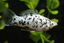 معرفی ماهی های آکوایومی و زینتی-مولی دالماسی (Dalmatian Molly) (2 نکته مهم)
