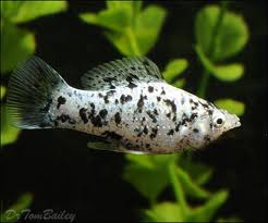 معرفی ماهی های آکوایومی و زینتی-مولی دالماسی (Dalmatian Molly) (2 نکته مهم)