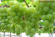 معرفی میوه ورزشکاران + عکس (2 نکته مهم)