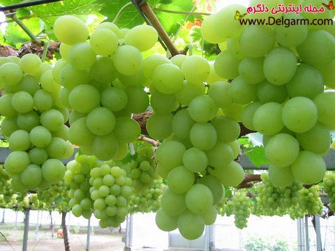 معرفی میوه ورزشکاران + عکس (2 نکته مهم) معرفی میوه ورزشکاران + عکس (2 نکته مهم)