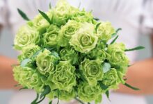 معنای گل رز سبز چیست؟ + شرایط نگهداری و پرورش رز سبز رنگ (2 نکته مهم)