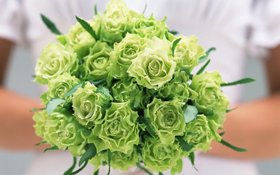 معنای گل رز سبز چیست؟ + شرایط نگهداری و پرورش رز سبز رنگ (2 نکته مهم) معنای گل رز سبز چیست؟ + شرایط نگهداری و پرورش رز سبز رنگ (2 نکته مهم)