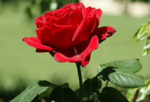 معنی رنگ های گل رز (2 نکته مهم)