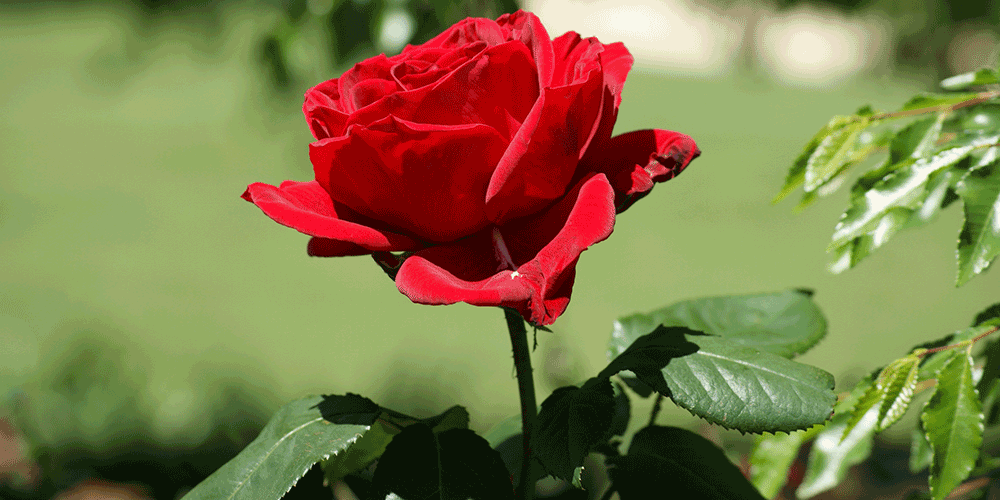 معنی رنگ های گل رز (2 نکته مهم)