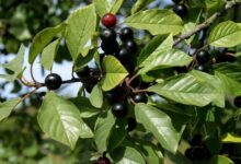 موارد مصرف گیاه سیاه توسه چیست + عوارض این گیاه دارویی (2 نکته مهم)