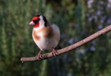 نحوه تشخیص نر یا ماده بودن سهره (2 نکته مهم)
