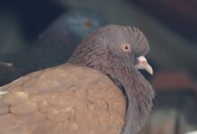 نحوه صحیح واکسن زدن به کبوتر و نکات مهم قبل و بعد از واکسن (2 نکته مهم)