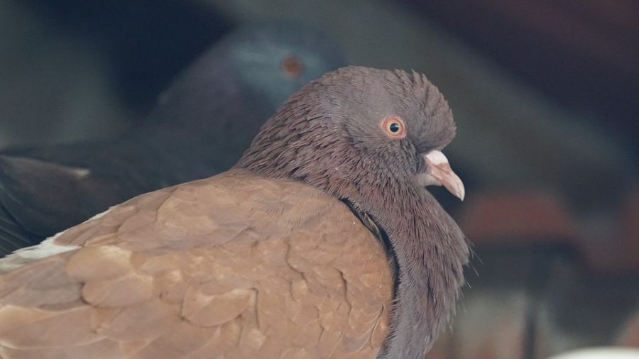 نحوه صحیح واکسن زدن به کبوتر و نکات مهم قبل و بعد از واکسن (2 نکته مهم)