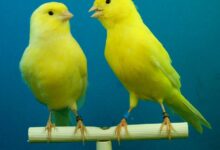 نحوه مست کردن قناری (سفت خوندن) و آماده سازی قناری برای جفت گیری (2 نکته مهم)
