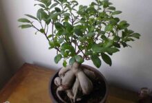 نحوه ی قلمه زنی بن سای (2 نکته مهم)