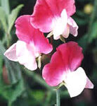نخود گل معطر (2 نکته مهم)