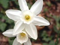 نرگس (2 نکته مهم) نرگس (2 نکته مهم)
