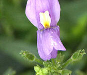 نمسیا (2 نکته مهم)