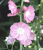 نوعی خطمی (2 نکته مهم) نوعی خطمی (2 نکته مهم)