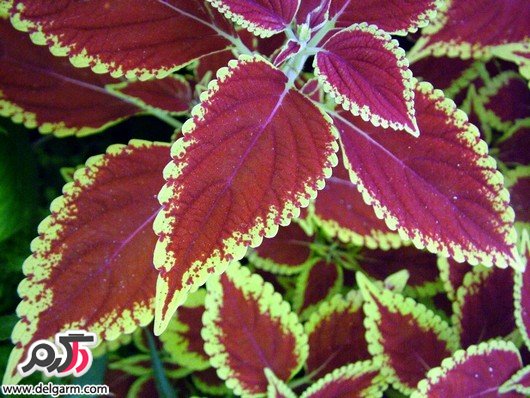 نگهداری صحیح گل حسن یوسف در آپارتمان (2 نکته مهم)