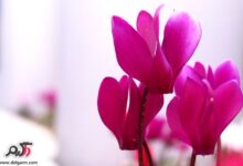نگهداری و تکثیر گل سیکلامن پرسیکوم (2 نکته مهم)