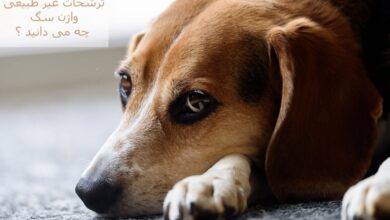 هر آنچه که باید در مورد ترشحات غیر طبیعی واژن سگ باید بدانید !!! (2 نکته مهم)