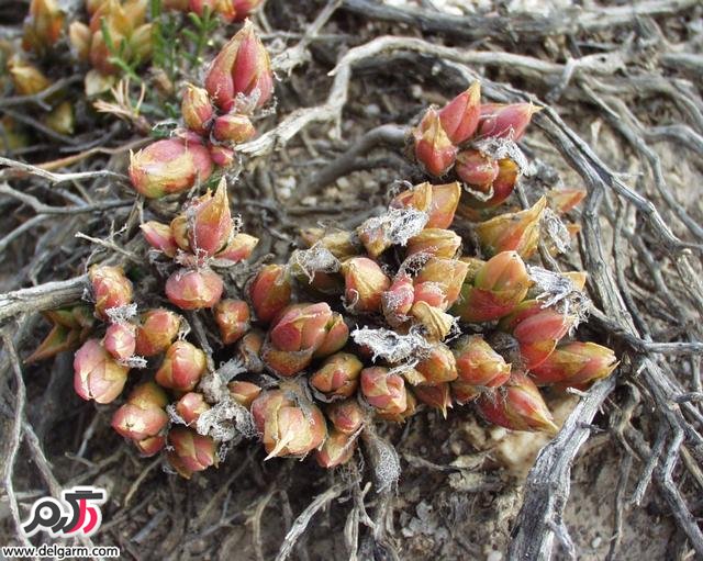 همه چیز در مورد گیاه کانیا (2 نکته مهم)