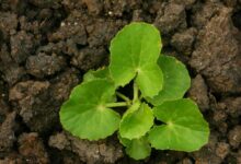 همه چیز درباره گیاه سنتلا (2 نکته مهم)