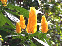 پاچی استاچی (2 نکته مهم)
