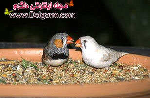 پرنده فنچ راه راه (2 نکته مهم)