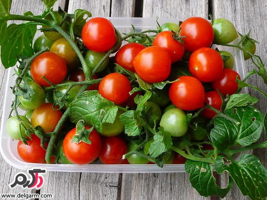 پرورش گوجه گیلاسی در خانه،خصوصیات گلدان برای پرورش گوجه گیلاسی (2 نکته مهم)