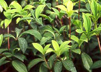 پپرومیا (2 نکته مهم) پپرومیا (2 نکته مهم)