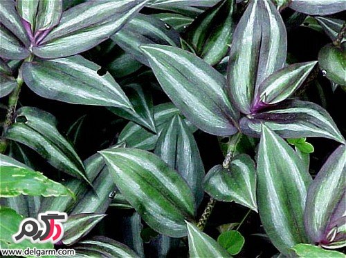 پیش از خرید گل‌های آپارتمانی نکاتی را بدانید (2 نکته مهم)
