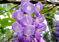 پیچ گلیسین (2 نکته مهم)