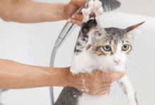 چرا گربه از آب متنفر است؟ دلایل قانع کننده برای حمام ندادن گربه! (2 نکته مهم)