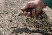 چه نوع خاکی برای رشد گیاه مناسب تر است ؟ (2 نکته مهم)