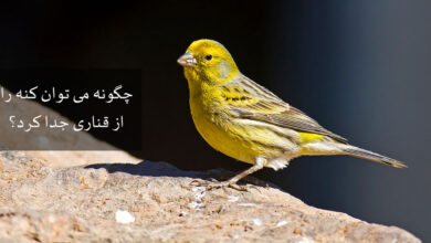 چگونه می توان کنه را از قناری جدا کرد؟ (2 نکته مهم)