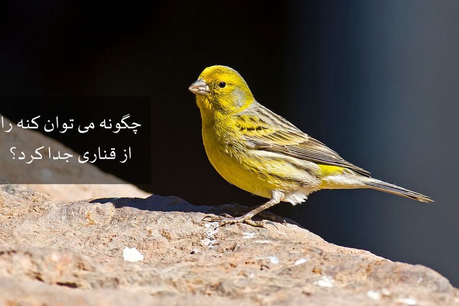 چگونه می توان کنه را از قناری جدا کرد؟ (2 نکته مهم) چگونه می توان کنه را از قناری جدا کرد؟ (2 نکته مهم)