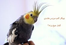 چیکار کنم عروس هلندی کمتر جیغ بزنه؟ (2 نکته مهم)