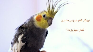 چیکار کنم عروس هلندی کمتر جیغ بزنه؟ (2 نکته مهم)