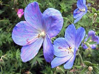 ژرانیوم بنفش (2 نکته مهم)