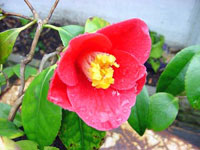کاملیا (2 نکته مهم)