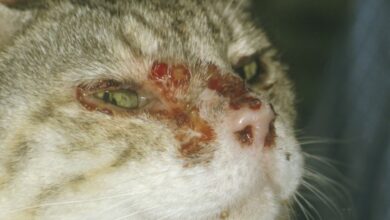 کلسی ویروس در گربه (calicivirus) :: علائم تشخیص و درمان سریع (2 نکته مهم)