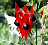 کلیانتوس (2 نکته مهم)