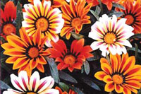 گازانیا (2 نکته مهم) گازانیا (2 نکته مهم)