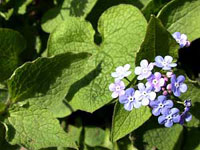 گاوزبان کوهی (2 نکته مهم)