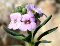 گل آتشین (2 نکته مهم)