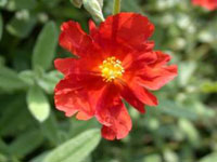 گل آفتابی (2 نکته مهم)