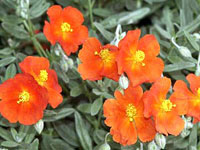 گل آفتابی سکه‌ای (2 نکته مهم)