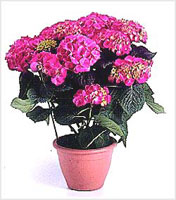 گل ادریسی (2 نکته مهم) گل ادریسی (2 نکته مهم)