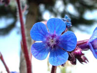 گل انچوزا (2 نکته مهم)