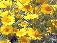 گل بابونه (2 نکته مهم)