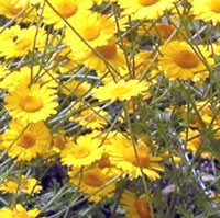 گل بابونه (2 نکته مهم)